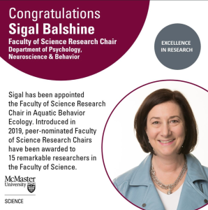 Congratulations Sigal Balshine. Sigal has been appointed the Faculty of Science Research Chair in Aquatic Behavior Ecology. Introduced in 2019, peer-nominated Faculty of Science Research Chairs have been awarded to 15 remarkable researchers in the Faculty of Science.